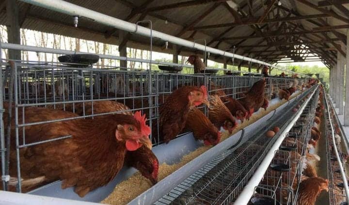 18. Ayam1 720X422