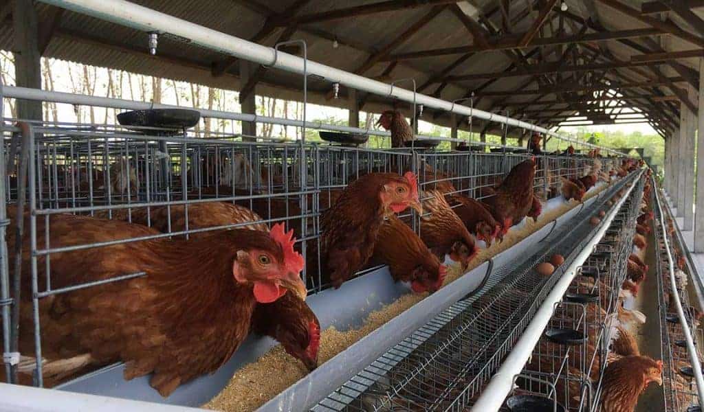 18. Ayam1 720X422